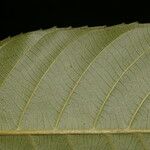 Pausandra trianae Yaprak