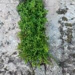 Galium murale Natur