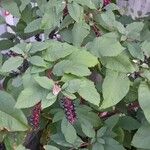 Phytolacca americana 形態