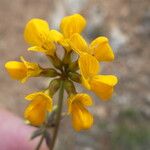 Hippocrepis scorpioides Çiçek