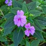 Impatiens flaccida പുഷ്പം