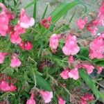 Salvia microphyllaЦветок