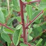 Flueggea tinctoria Bark