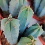 Myrtillocactus geometrizans 形态