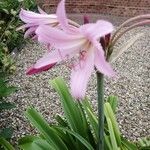 Crinum × powellii ফুল