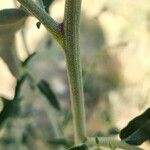 Chenopodium vulvaria Escorça