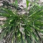 Carex blanda