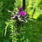 Cirsium palustre Flower