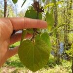 Cercidiphyllum japonicumLeaf