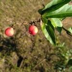 Paullinia elegans Fruit