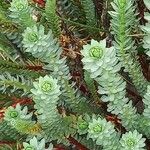 Euphorbia paralias Casca