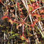 Drosera rotundifolia Habitus