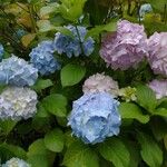 Hydrangea macrophyllaFlor