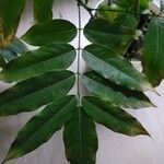 Castanospermum australe Blatt