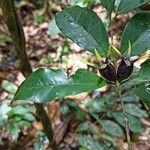 Coffea mannii Plod