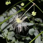 Zapoteca formosa Hábito