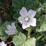 Malva neglecta 花