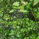 Viburnum rigidum Fruit