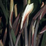 Philodendron megalophyllum Fleur