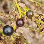 Jasminum fruticans Fruto