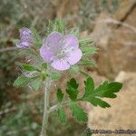 Phacelia cryptantha Blomma