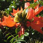 Spathodea campanulata 花