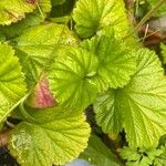 Geum coccineumList