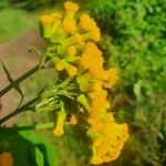 Crassocephalum montuosum Flower