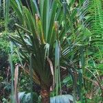 Pandanus urophyllus Yaprak