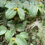 Prosartes smithii 果實