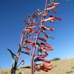 Penstemon centranthifolius Хабит