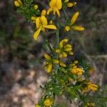 Genista triacanthosFiore