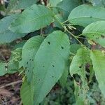 Cestrum racemosum Leaf