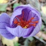 Crocus speciosus 花