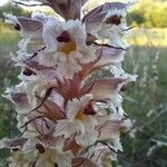 Orobanche crenata Flower