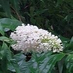 Buddleja albiflora Кветка