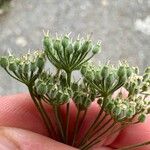 Pimpinella peregrina Плод