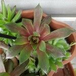 Aeonium simsii Blatt