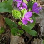 Polygala paucifolia पत्ता