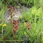 Orobanche gracilis Hábito