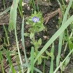 Veronica arvensisFleur