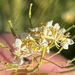 Erucastrum nasturtiifolium फूल