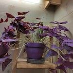 Oxalis triangularis पत्ता