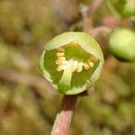 Pyrola chlorantha ফুল