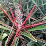 Bromelia pinguinКветка