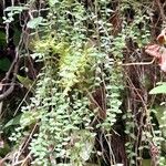 Galium lilloi Hábito