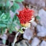 Kleinia grantii Flor