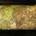Pradosia ptychandra Bark