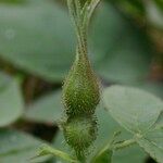 Rosa mollis Fruit