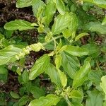 Ocimum tenuiflorum Leaf